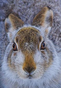 a close up of a squirrel's face with brown eyes and fur on it