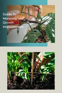 two pictures with plants in them and the words guide to monster leaf growth improvement