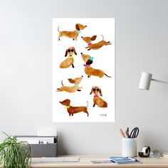 a group of dachshund dogs in various poses on a white background poster