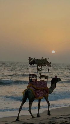 a camel is walking on the beach at sunset