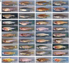 different types of fish with names and pictures