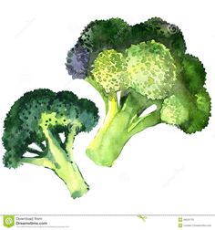 watercolor painting of broccoli on white background stock photo - image 349874