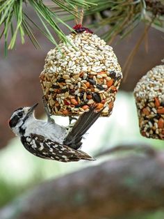 a bird is hanging from a tree filled with seed balls