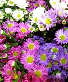 a bunch of purple and white flowers with green centers