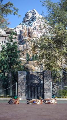 three ducks are laying on the ground in front of a gate with a mountain behind them