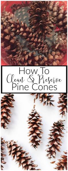 how to clean and preserve pine cones