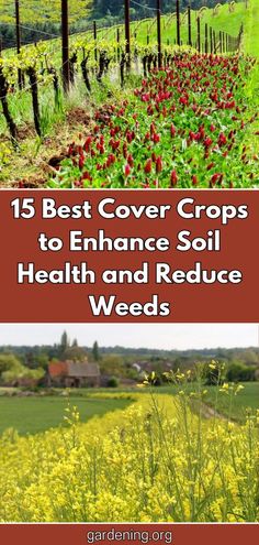 the cover crops to enhance soil health and reduce weeds are featured in this postcard