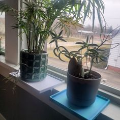 two potted plants sitting on top of a window sill next to each other