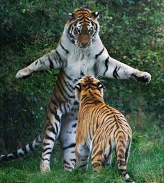 two tigers standing next to each other on top of a lush green field with trees in the background