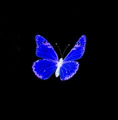 a blue butterfly flying in the dark