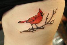 a red bird sitting on top of a tree branch with branches around it's waist