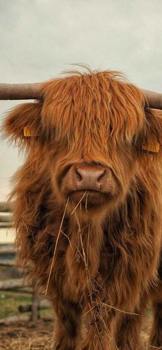 an animal with long hair is standing in the dirt