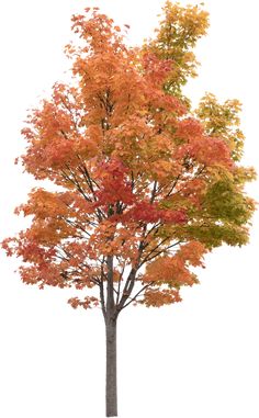 an autumn tree with orange and yellow leaves