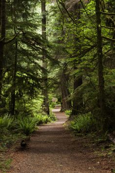 a path in the middle of a forest with lots of trees