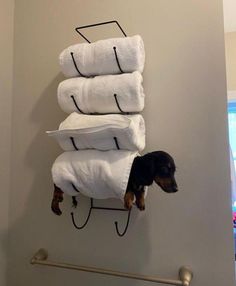 a black and brown dog hanging from a towel rack