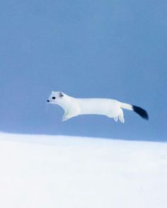 a white and black cat is flying in the sky with its tail extended to the ground