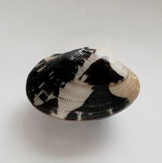 a black and white shell on a white surface