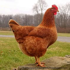 a large brown chicken standing on top of a grass covered field next to a road