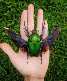 a green bug sitting on top of a person's hand in front of some grass