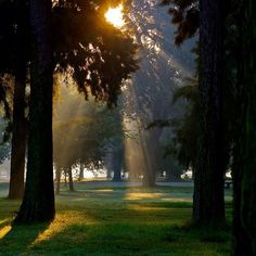 the sun is shining through the trees in the park