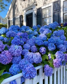 blue and purple flowers are growing on the side of a white fence in front of a house