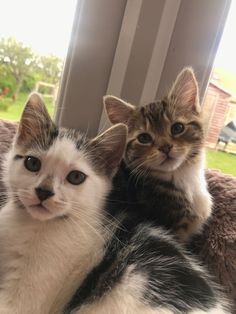 two kittens are sitting next to each other