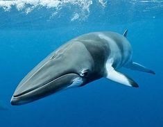 a dolphin swims in the blue water