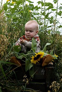 a baby sitting on top of a suitcase in the middle of tall grass and sunflowers