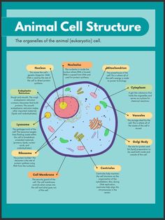 an animal cell diagram with all the different parts labeled in each section and text below