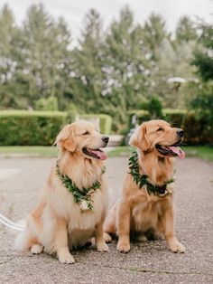 two golden retriever dogs sitting next to each other in front of some bushes and trees