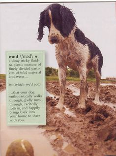 there is a dog that is standing in the mud