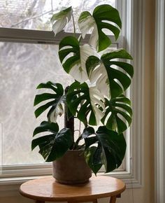 a potted plant sitting on top of a wooden table in front of a window