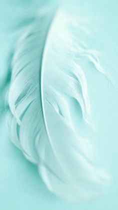 a white feather laying on top of a light blue surface with the tip of it's tail visible