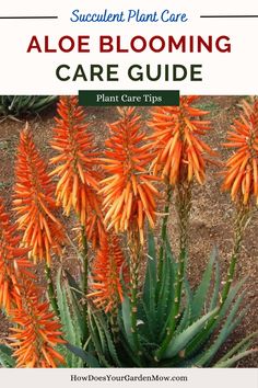 Click the link above 👆👆👆 for our in-depth aloe bloom guide. Beauty in bloom! Cultivate vibrant aloe flowers with proven care techniques. Elevate your plant care game and witness your aloe plant transform into a blooming work of art. #AloeBloom #AloeBlooming #AloeVeraBloom #AloeVeraBlooms #BloomingAloeVera #Succulent #Cactus #CactusFlower Aloe Plant Care, Aloe Vera Plant Indoor, Plant Indoor, Aloe Vera Plant, Aloe Plant, Cactus Flower, Cactus And Succulents, All About Plants, Healthy Plants