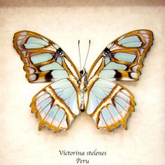 a blue and yellow butterfly sitting on top of a piece of paper with writing underneath it