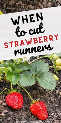 strawberries growing in the ground with a sign that says when to cut strawberry runners