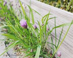 purple flowers are growing on the side of a wooden fence in front of green grass