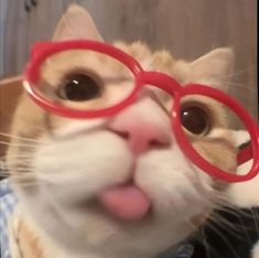 an orange and white cat with red glasses on it's face looking up at the camera