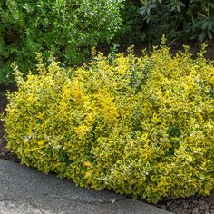 Golden Euonymus has an attractive combination of wide, golden yellow margins surrounding dark green centered leaves. Every Spring pollinators will flock to these colorful shrubs as tiny white flowers emerge. They are truly a year round interest plant, as in the fall showy orange-red fruit capsules open revealing scarlet colored seeds. Spring Hill Nurseries Golden Euonymus Shrub Evergreen Plant | 96259 Golden Euonymus, Green Velvet Boxwood, Colorful Shrubs, Evergreen Groundcover, Spring Hill Nursery, Broadleaf Evergreen, Tiny White Flowers, Green Nursery, Evergreen Plants