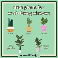 the best plants for west - facing windows are featured in this greenplant poster