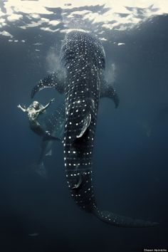 a large whale swimming in the ocean with its mouth open