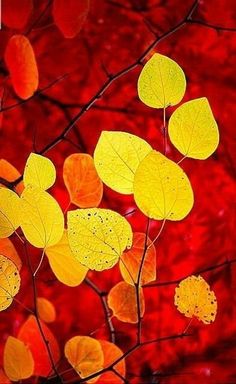 some yellow leaves on a tree with red background