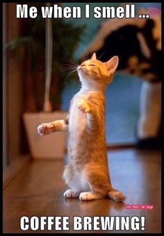 an orange and white cat standing on its hind legs with it's paw in the air