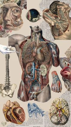 an image of the human body with many different parts on it's chest and back