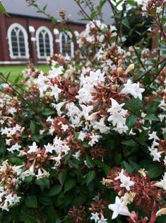 some white and red flowers in front of a brown building with green grass on the ground