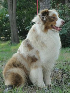 a brown and white dog sitting on top of a grass covered field next to a tree