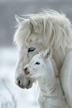 two white horses standing next to each other on a snow covered field with their heads touching noses