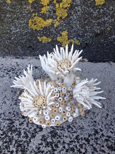 some white and brown spiky corals are on the ground next to a wall