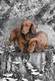 two long haired dogs sitting on top of a rock