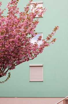 a tree with pink flowers in front of a green wall and window on the side